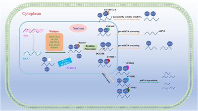 Regulatory effect of N6-methyladenosine on tumor angiogenesis